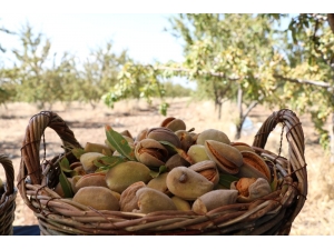 Badem Üretiminde Teknolojik Tarım