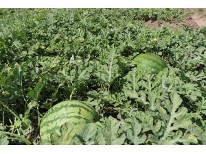 İllere Göre Karpuz Üretimi