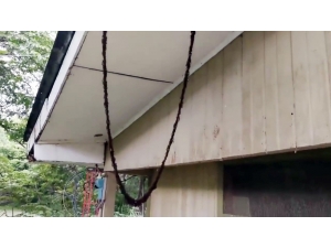 Karınca Sürüsünden Muhteşem Köprü