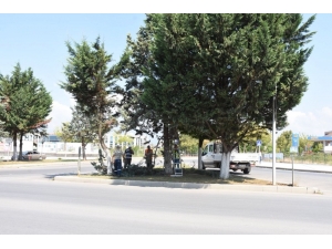 Trafiği Engelleyen Ağaçlar Budanıyor