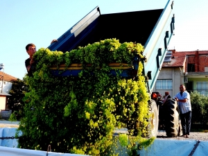 Sarıgöl’de Şaraplık Üzüm Alımları Başladı