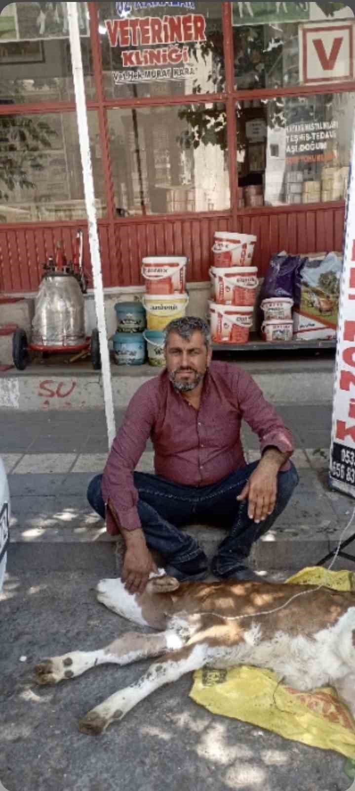 cermik-te-kamyonetten-dusen-buzagi-bulunup-sahibine-teslim-edildi
