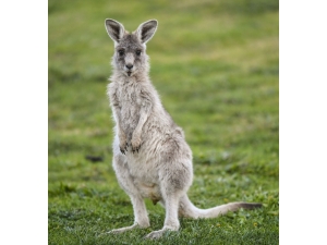 Avustralya’da Kuraklık Sebebiyle Kanguruları Öldürme İzni Çıktı