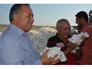 Türkiye’nin Pamuk Ambarı Söke’de İlk Pamuk Hasadı Yapıldı