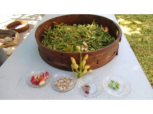 Silifke’de Çilek Üreticileri Antep Fıstığına Yöneldi