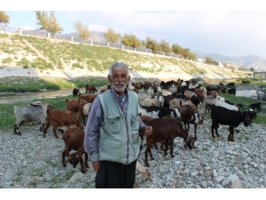 Suyu Çekilen Asi Nehri Küçükbaş Hayvanların Mekanı Oldu