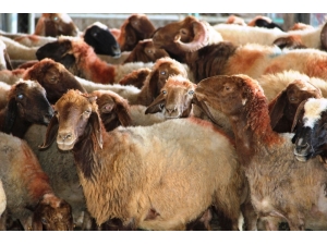 Besicilerden Kurban Alacaklara ‘Son Güne Kalmayın’ Uyarısı