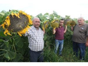 Çin Ayçiçeği Yenişehir Ovasını Sevdi