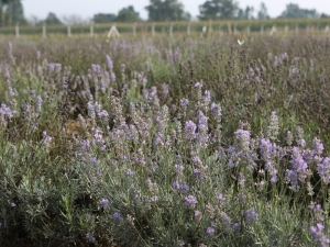 Bolu’da 20 Dönümlük Alana ‘Tıbbi Aromatik Bitkiler’ Bahçesi