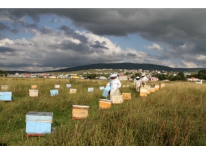 Sağanak Yağmur Bal Verimini Düşürdü