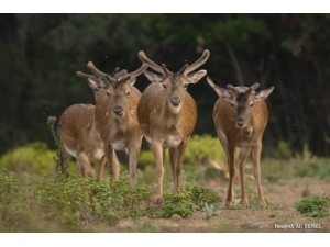 Nesli Tehlike Altındaki Alageyikler Görüntülendi