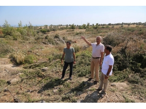 Mezitli’deki Ağaç Katliamına Başkan Tarhan ’Dur’ Dedi