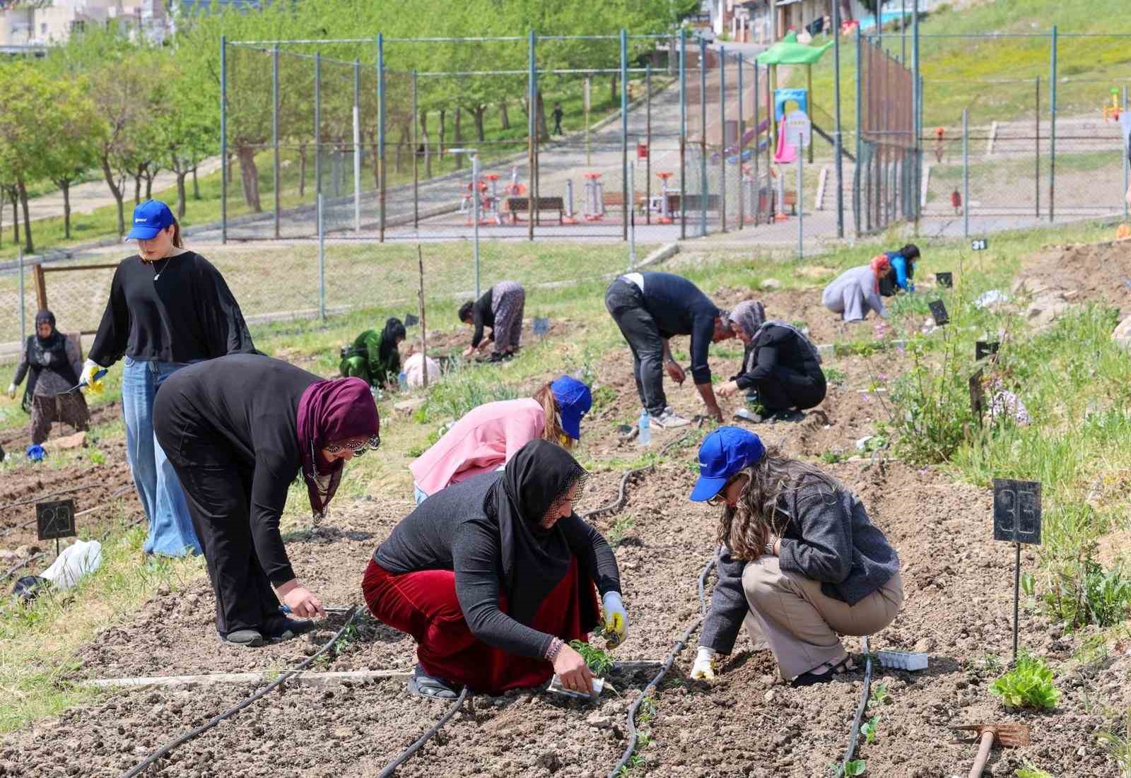 toprakta-hayat-sofrada-bereket-mahalle-bostanlari-nda-yaz-hasadi