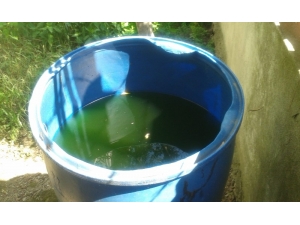 Körfez’de Sivrisinekle Mücadele