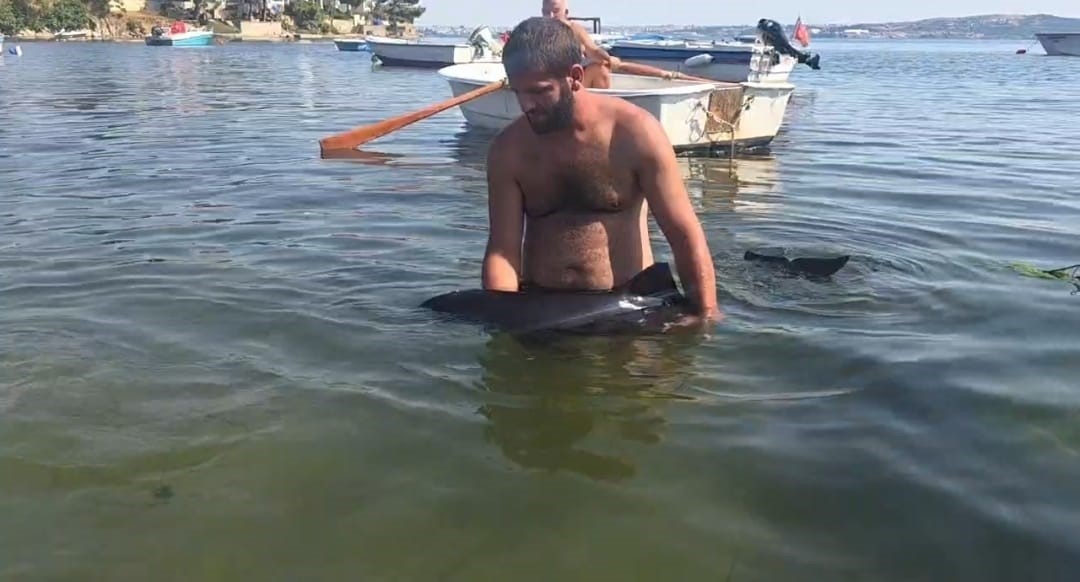 erdek-te-karaya-vuran-yavru-yunus-seferberligi