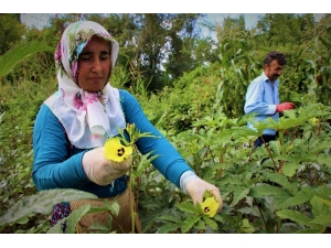 Amasya’nın Çeyrek Altını: Çiçek Bamyası