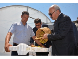 Kaliteli İncir İçin Devlet Destekleri Sürüyor