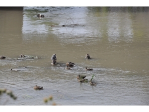Yaban Ördekleri Kars’ı Mesken Tuttu