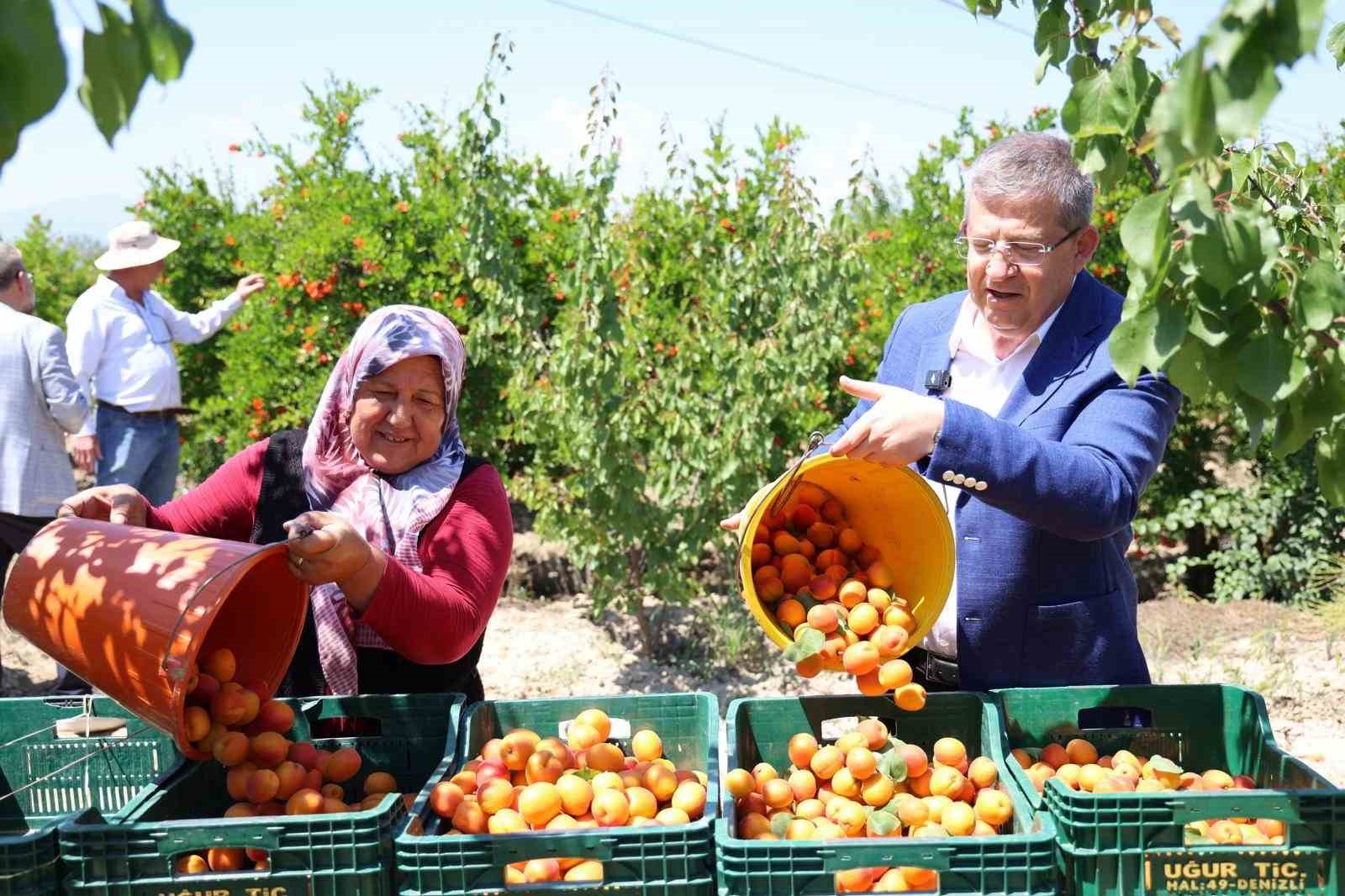 baskan-subasioglu-kiraz-ve-kayisi-ureticileriyle-birlikte-hasat-yapti