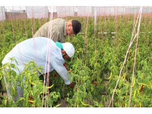 Mültecilerin Hayal Örtüsü İlk Hasadını Verdi