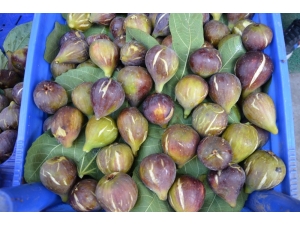 Yılın İlk Yerli İnciri Çıktı