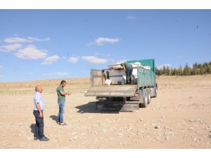 Gümüşler Barajı’na 40 Bin Sazan Bırakıldı