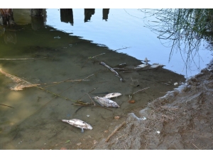 Sinop’taki Balık Ölümlerinin Sebebi Belli Oldu