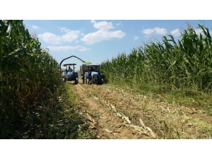 Küçükmenderes Ovası, Mısır Tarlasına Döndü