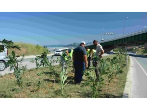 Gerze’ye 2 Bin Zakkum