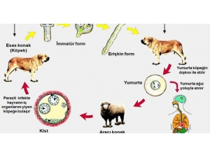 Ayvalık Toplum Sağlığı Merkezi Kurbanlıklarda Bulunan "Kist Hidatik" Hastalığı İçin Uyardı