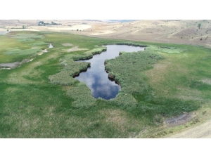 Kaz Gölü Yok Olma Tehlikesiyle Karşı Karşıya