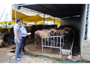 Kartepe Kurban Bayramı’na Hazır