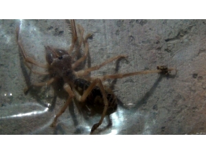 Türkiye’de Et Yiyen Örümcek Yok