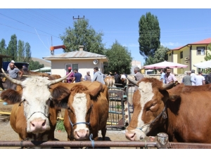Bayburt’ta Kurban Bayramı Heyecanı