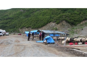 Sığır Çiceği Hastalığı Büyük Baş Hayanları Vurdu: 54 Kurbanlık Telef Edildi