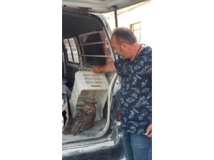 Yaralı Puhu Kuşunu Tedavi Ettirmek İçin 150 Kilometre Taşıdı