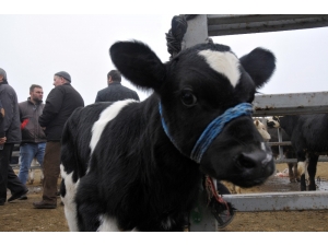 Buzağı Destekleme Başvuruları Sona Eriyor
