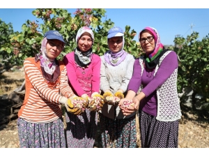 Mersin’de Antepfıstığı Hasadı Yüzleri Güldürüyor
