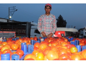 Domates Üreticisinin Yüzünü Güldürdü