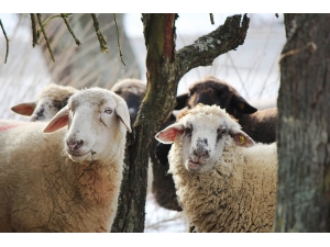Bip’ten Kurbanlıklarla İlgili Sağlık Sorgulama Servisi