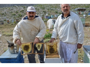 Akseki’nin Meşhur Çimi Yaylası Balı İklim Kurbanı Oldu