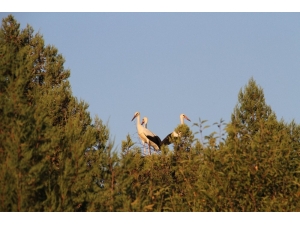 Leylekler Büyük Göç İçin Yuvalarından Uçacaklar