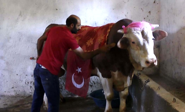 1 Ton 100 Kilo Ağırlığındaki 'beşo' Alıcısını Bekliyor