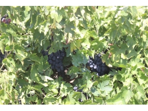 Kilis Karası Üzümler Kurutulmaya Başlandı