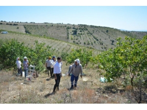 Selendi’de Antep Fıstığı Hasadı Başladı