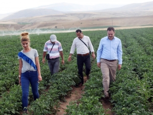 Patates Tohumunda Yüksek Verim Bekleniyor