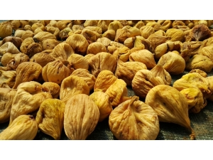 İklimsel Şartların Vurduğu İncirde İhracat Da Sıkıntıya Girdi