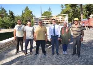 Akseki İlçesinde Genç Çiftçilere Büyükbaş Hayvan Desteği