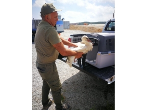 Yaralı Leylek Tedavi Altına Alındı