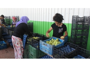 Amerika’nın Ekonomik Ambargo Teşebbüsüne "Santa Maria"lı Cevap